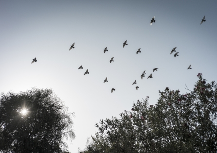 Tauben über Hammamet, Tunesien, November 2022
