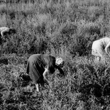 In Handarbeit bewirtschaften Frauen ihre Felder.
Jaborowice, Polen, Sommer 1997, Foto: Oliver Hoffmann